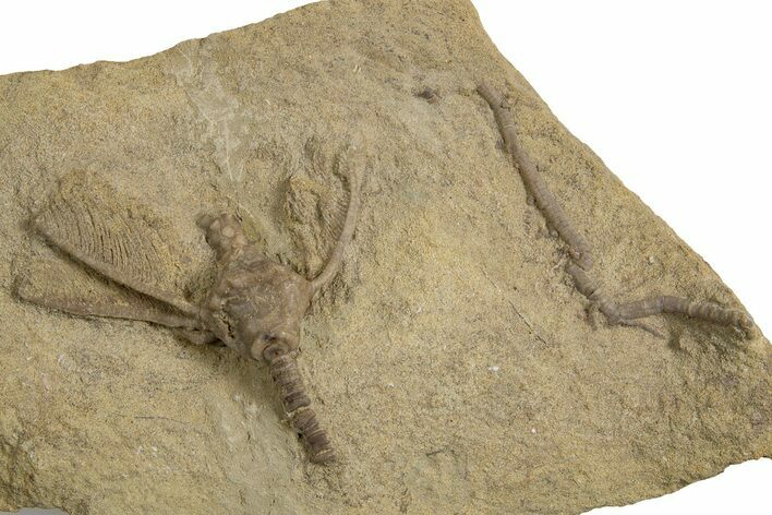 Bargain, Fossil Crinoid (Macrocrinus) - Indiana #326069